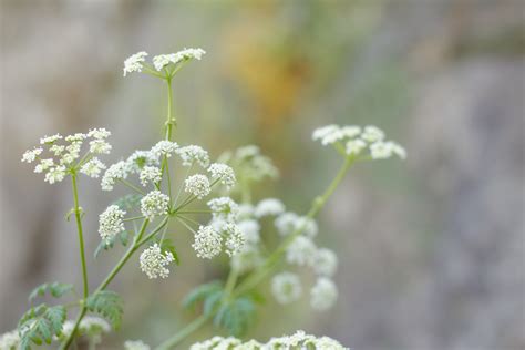 Giftig växt korsord